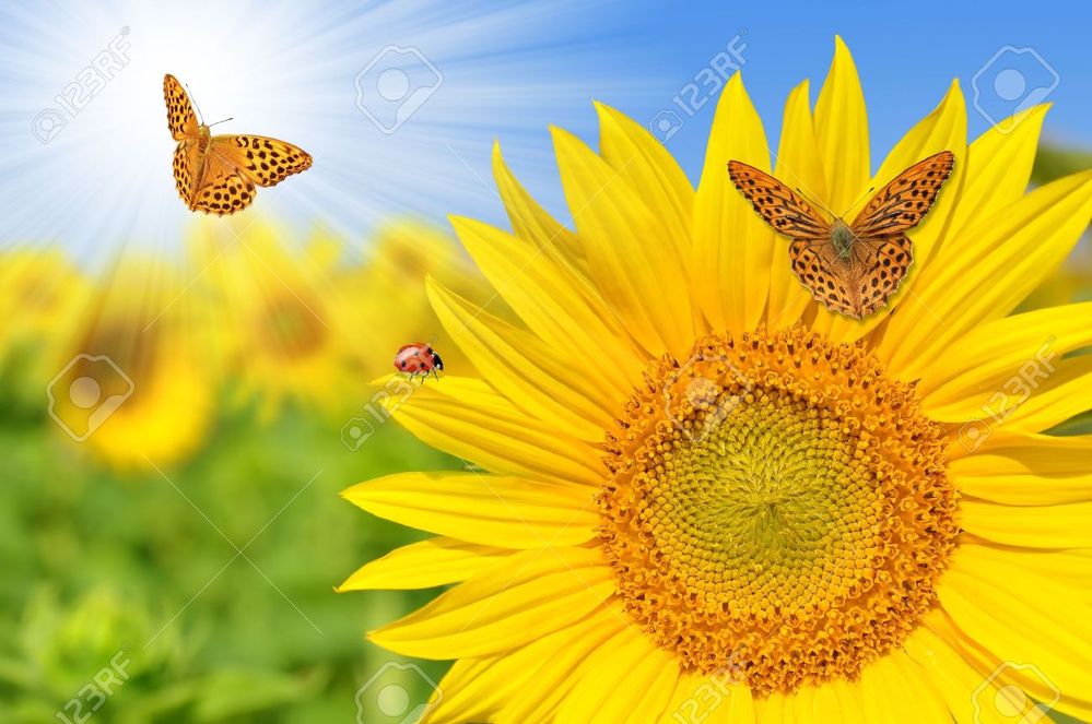sunflower-field-butterflies.jpg