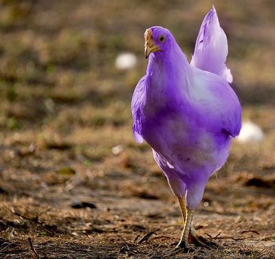 chicken-3830344_960_720-purple-v3.jpg